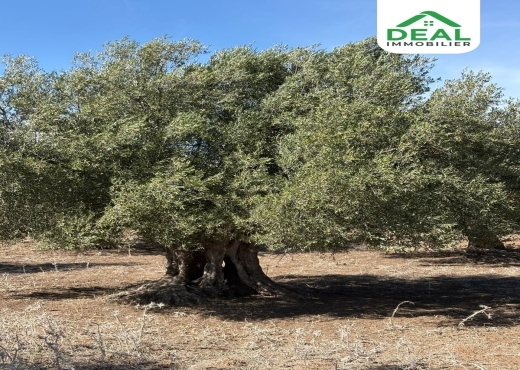 أرض فلاحية للبيع