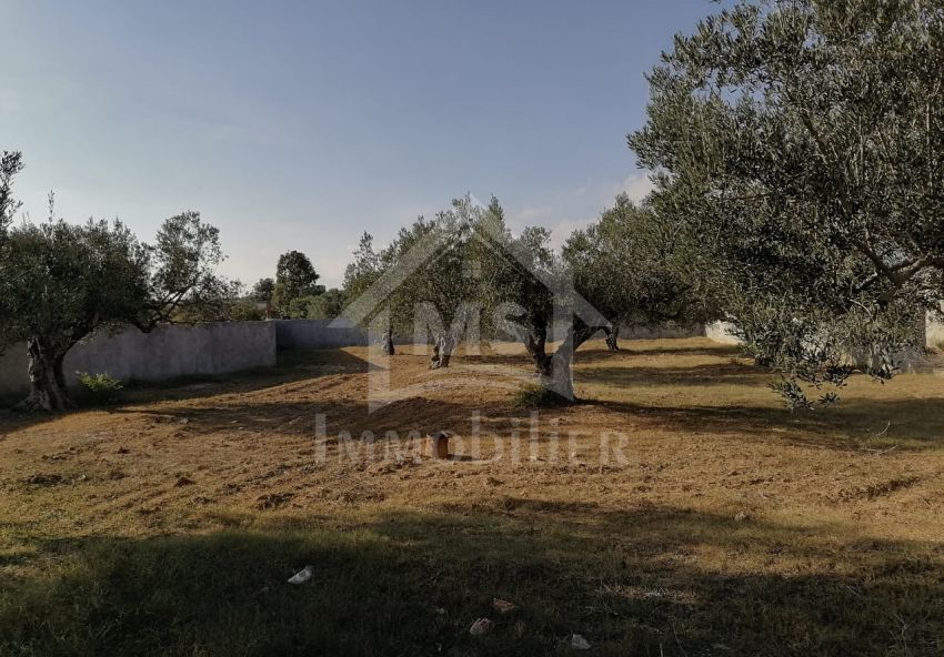 Terrain de 1000 m² à vendre à Hammamet 51355351