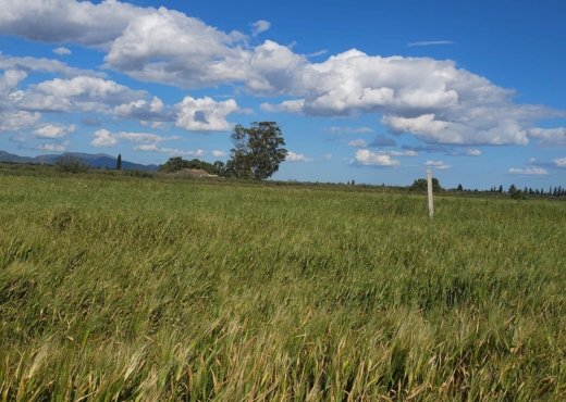 terrain agricole