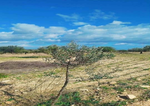 terrain À Vendre à SOUSSE - TERRAIN AGRICOLE A VENDRE - Immobiliere.tn - Photo 2