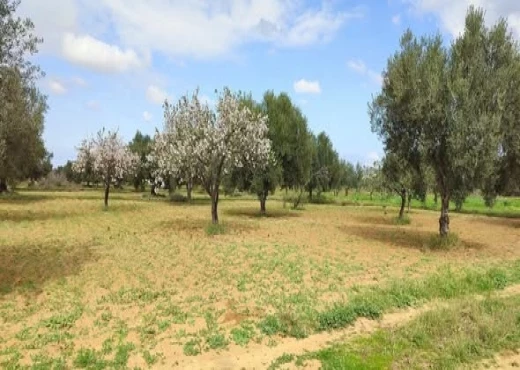 terrain À Vendre à MONASTIR - Terrain agricole à Moknine - Immobiliere.tn - Photo 4