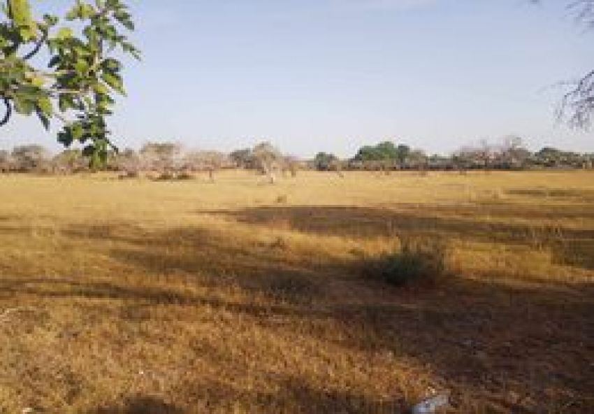 terrain À Vendre à MAHDIA - terrain agricole - Immobiliere.tn - Photo 9