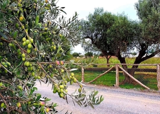 CEBELAT BEN AMMAR : TERRAIN A VENDRE
