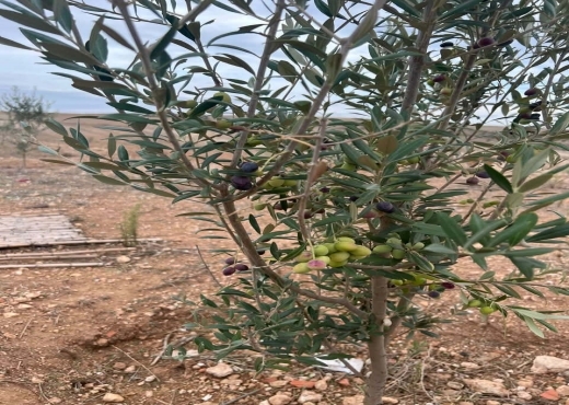 Terrain agricole à vendre