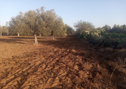 Terrain Agricole a Tazarka