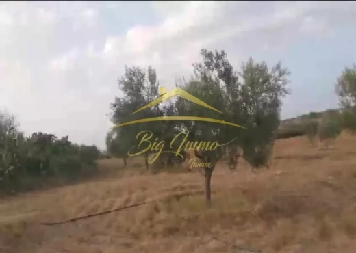 A Vendre Senia 8 hec Kalaa Kbira