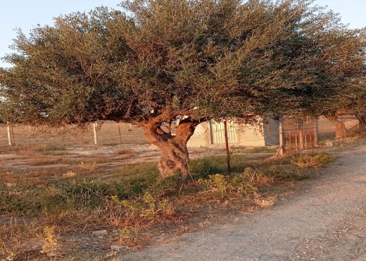 للبيع في سيدي ثابت 2500 متر