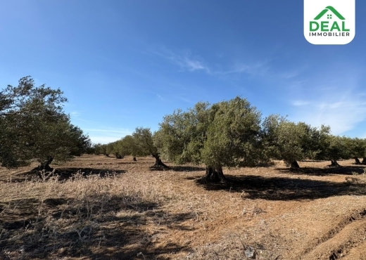 أرض فلاحية للبيع