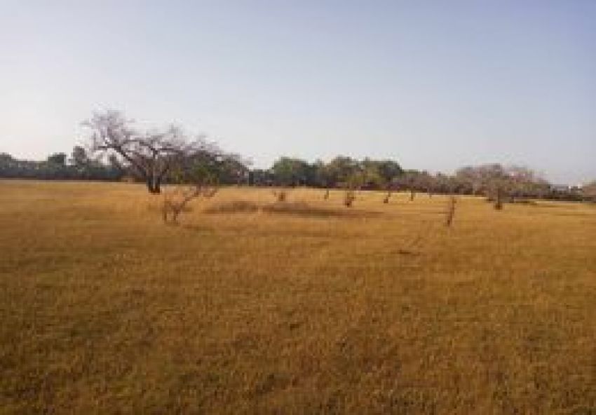 terrain À Vendre à MAHDIA - terrain agricole - Immobiliere.tn - Photo 4