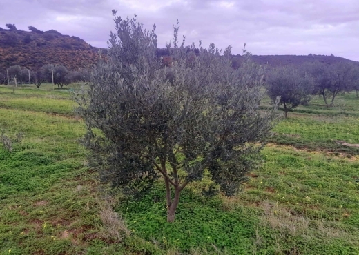terrain À Vendre à ZAGHOUAN - TERRAIN AGRICOLE A VENDRE - Immobiliere.tn