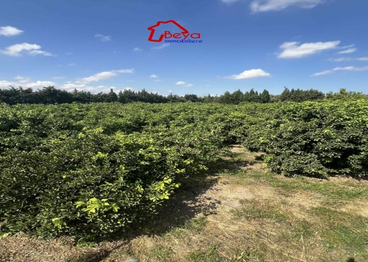 terrain BIRCHKA VTM075