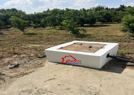 terrain BIRCHKA VTM075