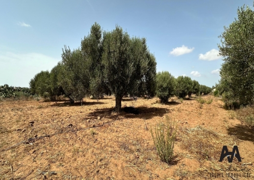 Terrain Agricole de 1500 m² à Taza