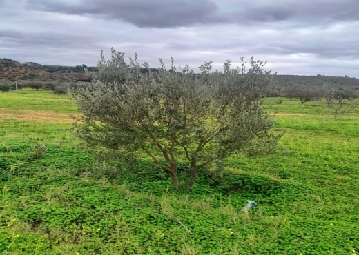 Terrain agricole à vendre