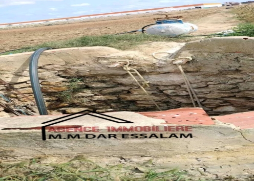 terrain contenant des arbres