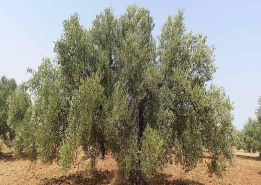 للبيع: 54زيتونة حجم كبير في الشواشين