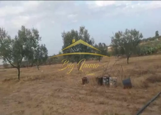 A Vendre Senia 8 hec Kalaa Kbira