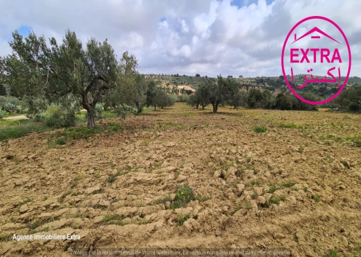 Campagne à El Haouaria de Nabeul