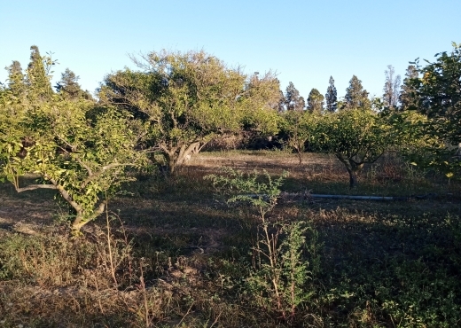 Terrain agricole de 1005 m² à Ras Jebel