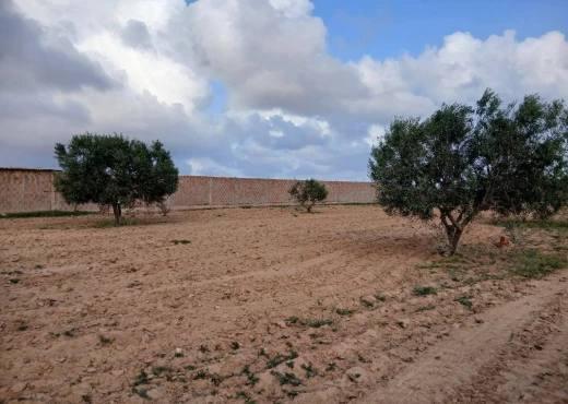 terrain À Vendre à SFAX - A Vendre Terrain a Route Soltania - Immobiliere.tn - Photo 5