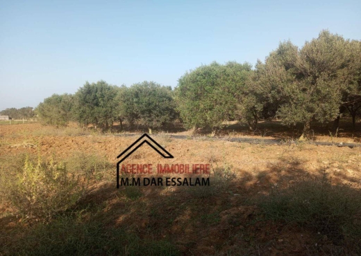 ferme à dar allouche