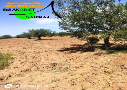 terrain À Vendre à SOUSSE - Terrain agricole a Sidi Bouali sou - Immobiliere.tn - Photo 4
