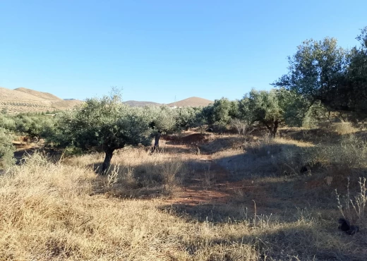 terrain À Vendre à ARIANA - Terrain de 1 hectare à sidi thabet - Immobiliere.tn