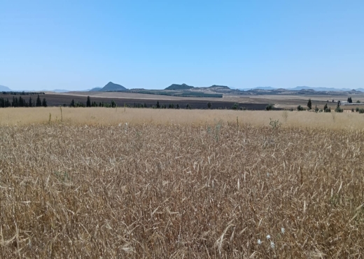 terrain agricole