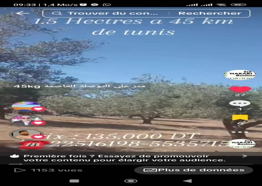 Un hectare et demi avec d'oliviers