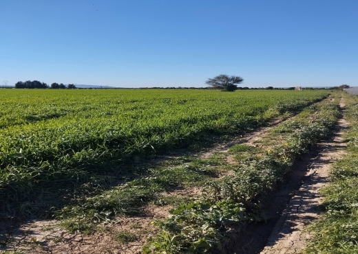 terrain À Vendre à ARIANA - A vendre terrain agricole a Sidi Thabet - Immobiliere.tn - Photo 2