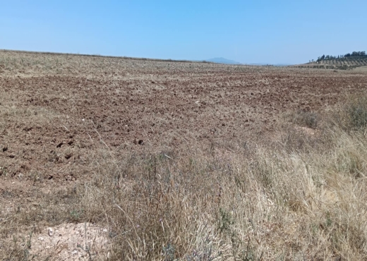 terrain agricole