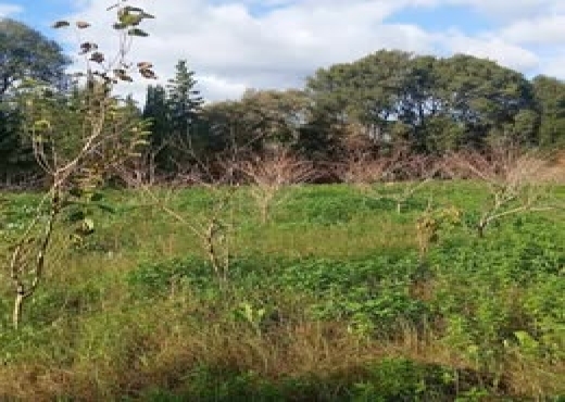 🌿 Terrain 1021 m² à Rafraf, Vue Mer