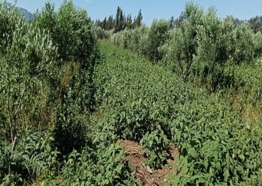 terrain agricole