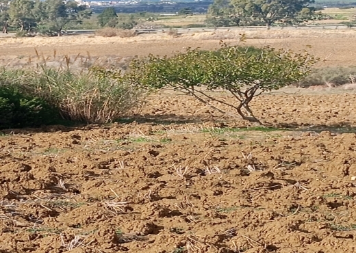 Terrain agricole, Route Ras Jebel ↔ Rafraf