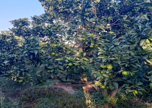 Terrain agricole de 1005 m² à Ras Jebel