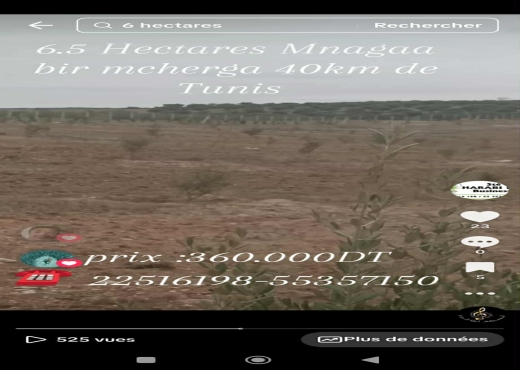 Ferme de 6h5 1 400 oliviers chemla