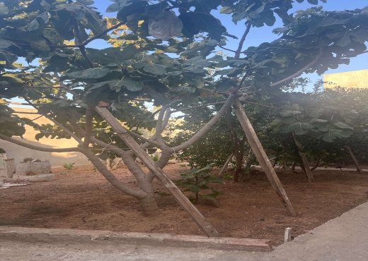 villa À Vendre à ARIANA - Maison familiale à Raoued 500 m² - Immobiliere.tn - Photo 11
