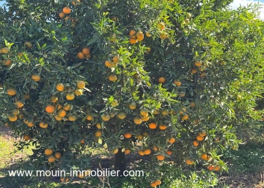 ferme À Vendre à NABEUL - Ferme Beni Khaled 2 T1225 Nabeul - Immobiliere.tn - Photo 11