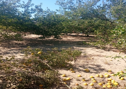 Opportunité Rare 🌅 Terrain 1 ha + 1000 m²