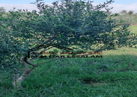 terrain agricole à kerkouane