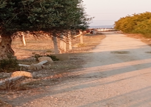 للبيع في سيدي ثابت 2500 متر