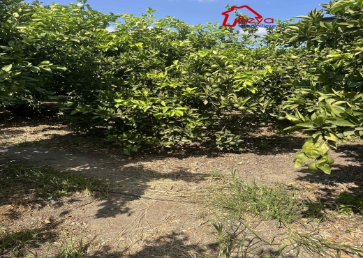 terrain BIRCHKA VTM075