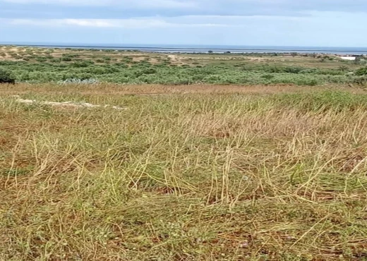 terrain À Vendre à SOUSSE - terrain agricole à vendre - Immobiliere.tn - Photo 2