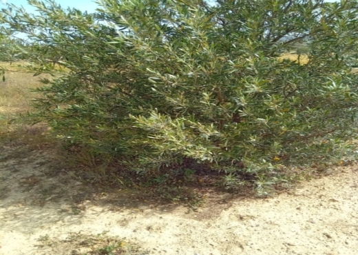 terrain agricole