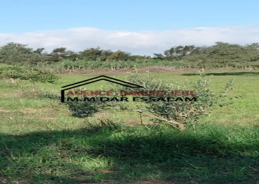 terrain agricole à kerkouane