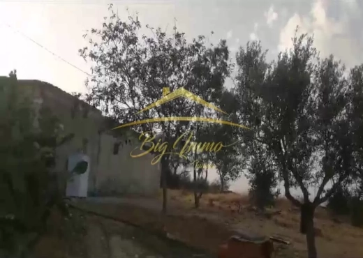 A Vendre Senia 8 hec Kalaa Kbira