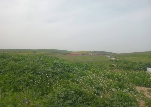 للبيع قطع أرض في سيدي ثابت-شرفش