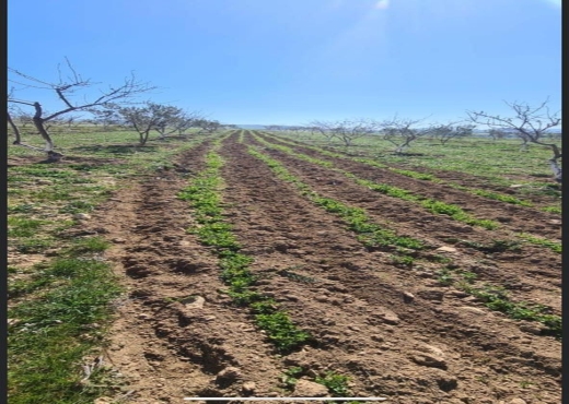 Terrain agricole lansarine tborba