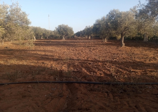 Terrain Agricole a Tazarka