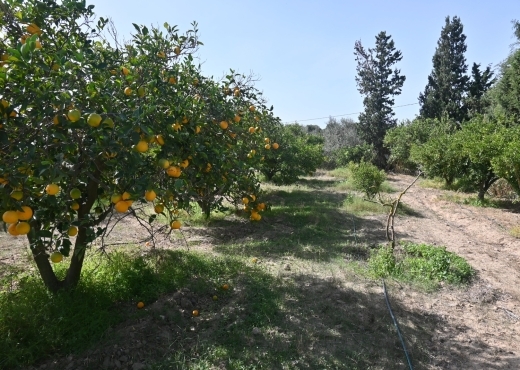 A vendre une ferme à Nabeul